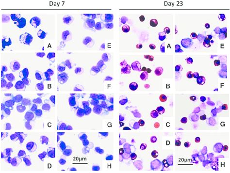 benzidine staining.